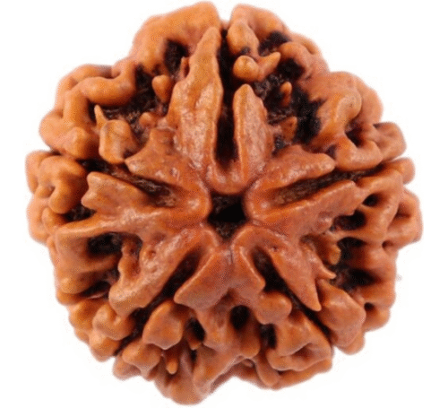 Rudraksha
