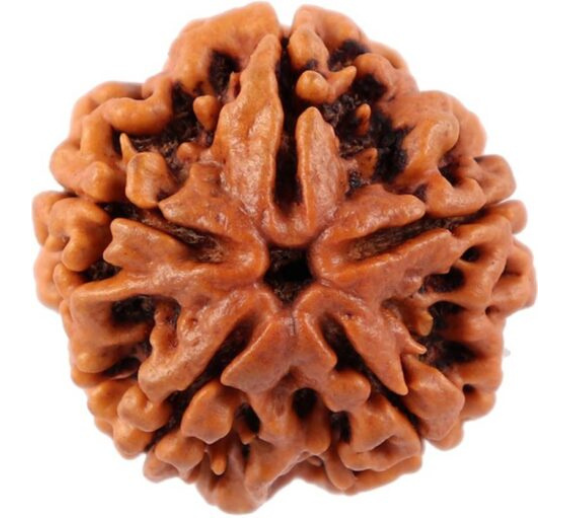 Rudraksha