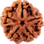 5 Mukhi Rudraksha Beads