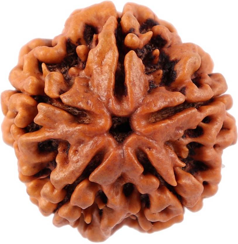 5 Mukhi Rudraksha Beads