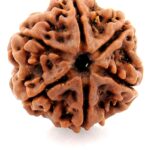 6 Mukhi Rudraksha Nepal Beads