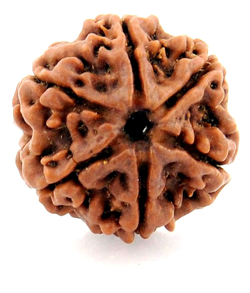 6 Mukhi Rudraksha Nepal Beads
