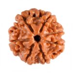 7 Mukhi Rudraksha Nepal Beads