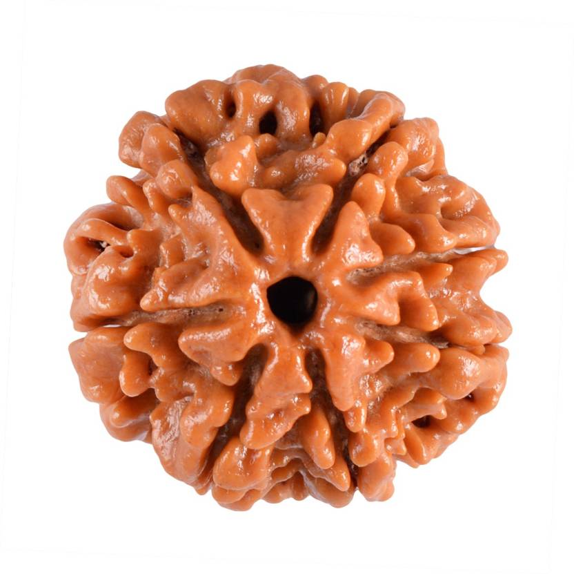 7 Mukhi Rudraksha Nepal Beads